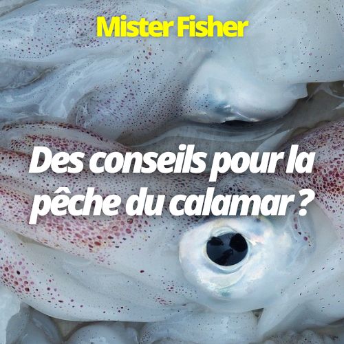 pêche turlutte calamar