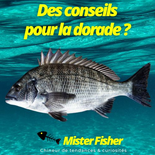 comment taquiner la dorade