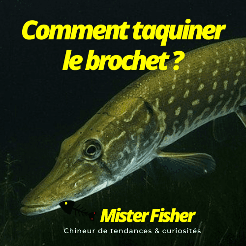 comment taquiner le brochet