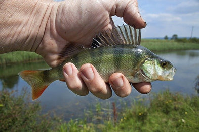 Comment taquiner la perche ?