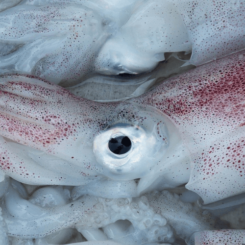 turlutte pêche calamar