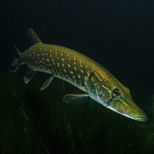 articles de pêche pour brochet