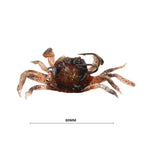 Leurres crabe - 5 pièces - Vignette | Mister Fisher